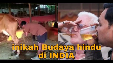 Minum Kencing Sapi Di India Youtube