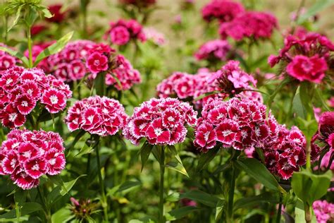 Sweet William Planting Care And Tips Live