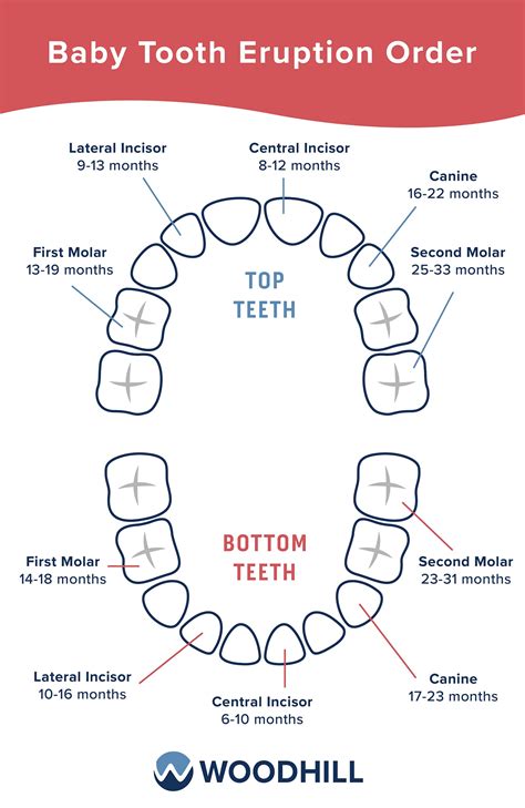 Delayed Tooth Eruption What To Expect • Pediatric Dentistry