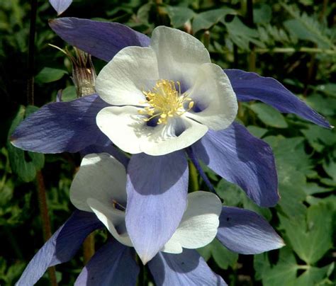 San Juan Wildflowers Colorado Blue Columbine Alpine