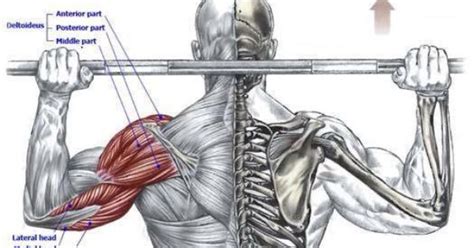 .muscle diagram exercise, back muscle diagram pain, back muscles diagram a comprehensive view, back muscles diagram and ligaments. Behind the neck shoulder press | Muscle Diagrams ...