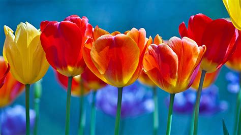 2560x1440 Brightly Colored Tulips 1440p Resolution Hd 4k Wallpapers