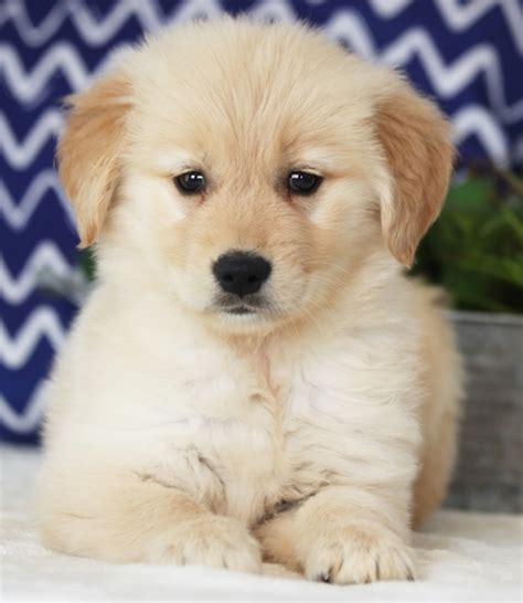 Female Golden Retriever Puppies For Sale Usa Canada