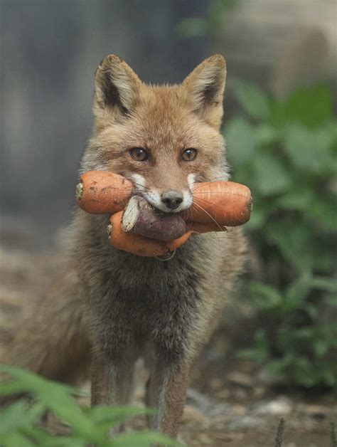 Psbattle Fox With Carrots Rphotoshopbattles