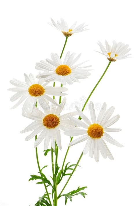 Photo About Daisy Plant With Flowers Isolated On White Background