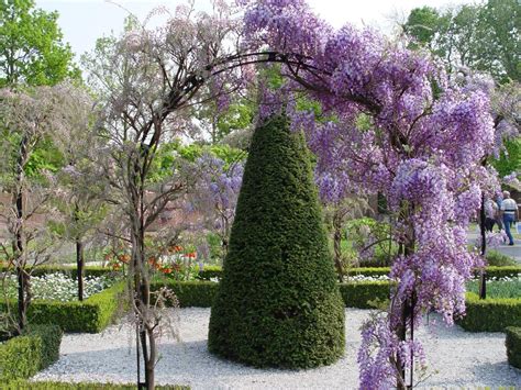 Wisteria meaning, definition, what is wisteria: How to choose the right wisteria for your garden ...