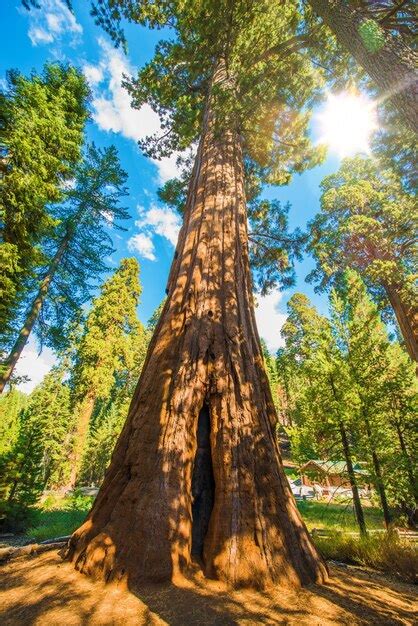 Between sequoias | Free Photo