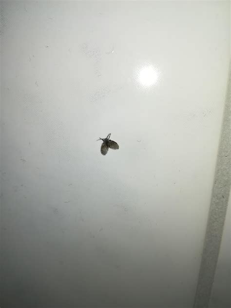 What Insect Is This Have Them In My Bathroom Rinsects