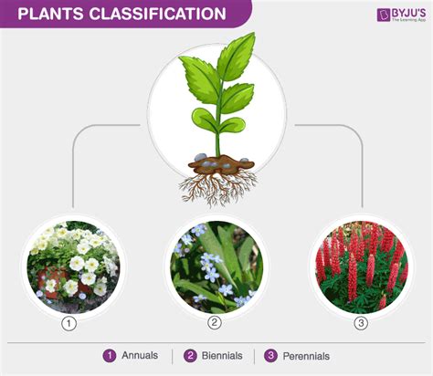 Plant Classification Study Guide Inspirit Learning Inc