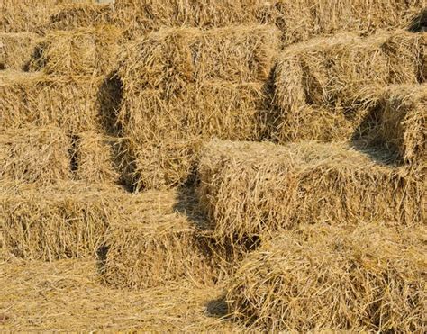 Straw Hay Bales — Stock Photo © Boonsom 24716349