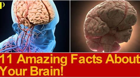 11 Amazing Facts About Your Brain YouTube