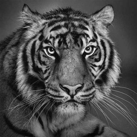 Here's a collection of 50 photorealistic animals drawings that might get you inspired. LOL Image: 28 Wonderful Realistic Animal Drawings