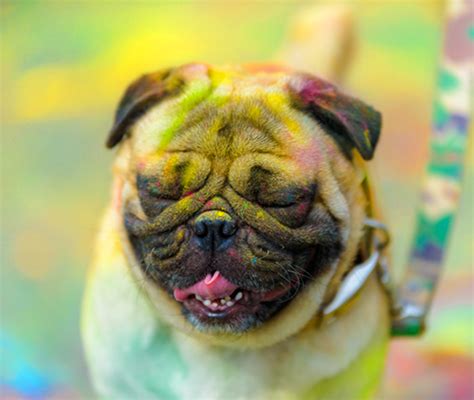 No-to-Animal-cruelty - Omni Hospitals