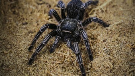 Thousands Of Tarantulas Expected To Make Mass Migration Through