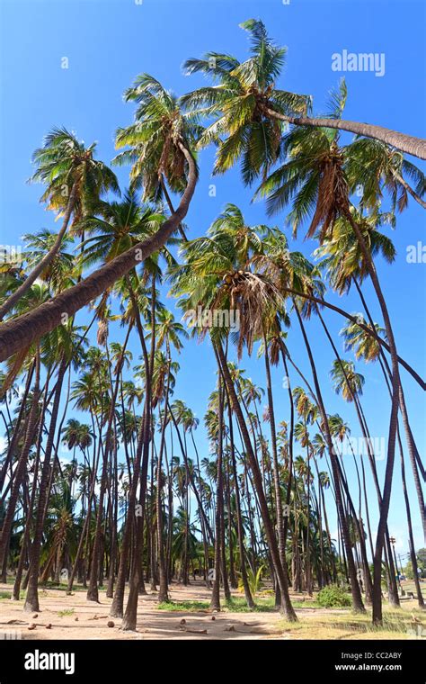Royal Grove Of Coconut Trees Planted By Hawaiian King Kamehameha V In