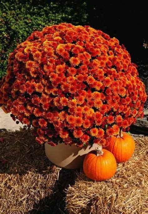 Pin By Mary Frank On Fall Is Gorgeous Potted Mums Planting Pumpkins