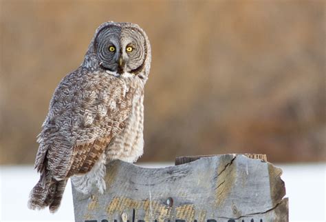 Great Gray Owl Idaho Birds