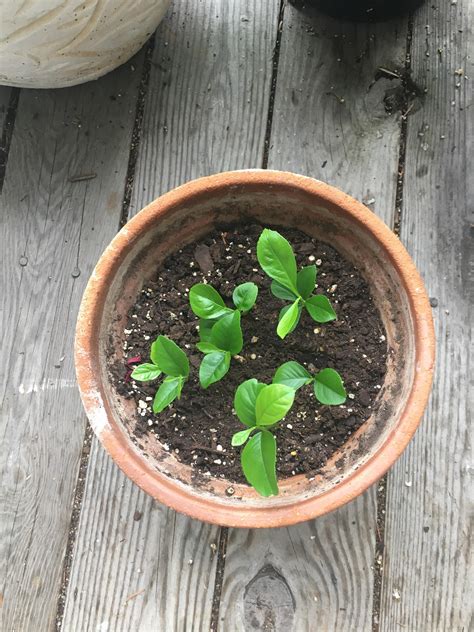 Grew Some Little Lemon Trees From Seed Now We Wait 3 4 Years For Them