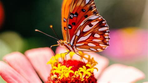 Orange Black White Butterfly On Yellow Red Flower Petals Hd Butterfly