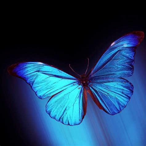1080x1080 Drawing Butterfly Insect Pollinator Blue Image For