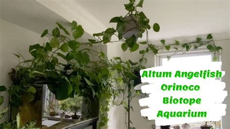 Altum Angelfish Orinoco Biotope Aquarium Youtube