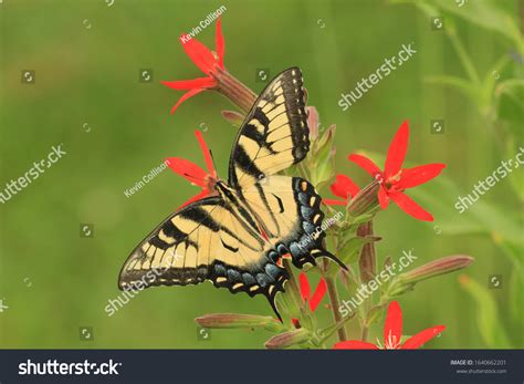 Tiger Swallowtail Female Papilio Glaucus On 스톡 사진 1640662201 Shutterstock