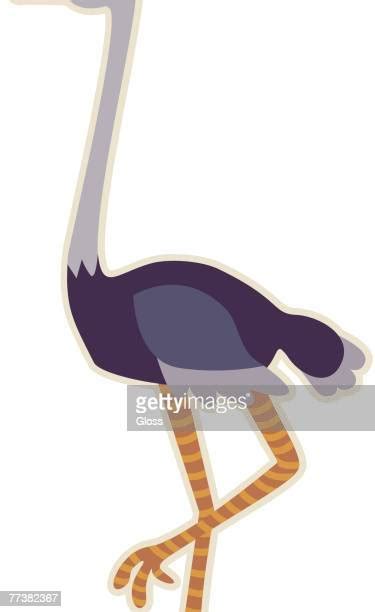 Ostrich Clip Art High Res Illustrations Getty Images