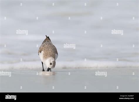 A Sanderling Pokes Its Bill Into The Sand In Search Of A Meal At Fort De Soto Park In St