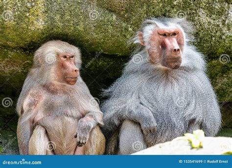 The Hamadryas Baboon Papio Hamadryas Is A Species Of Baboon Stock Image Image Of Couple