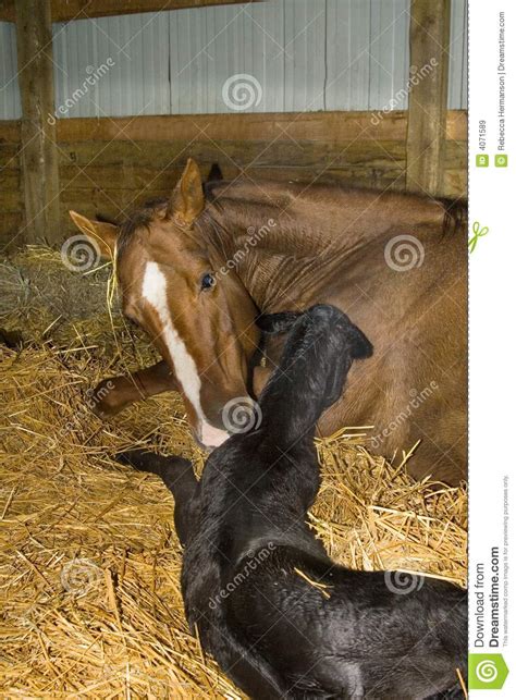 Mare And Newborn Foal Stock Image Image Of Foal Birth 4071589