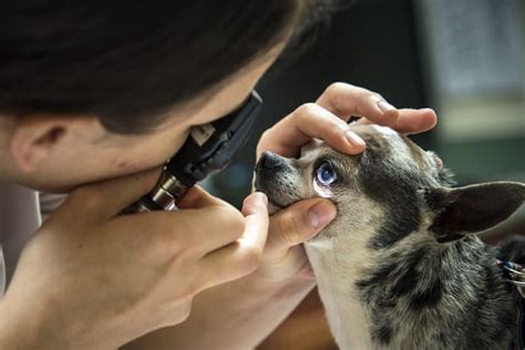 As with most pet insurance companies, a trupanion policy will not cover teeth cleaning (prophylaxis) or its associated fees (such. What Does Pet Insurance Actually Cover? 2020's Best Guide to Dog Insurance