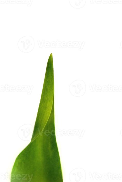 Green Natural Spring Tulip Leaf Isolated On White Background 24308079