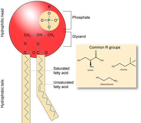 Draw And Label A Phospholipid Ythoreccio