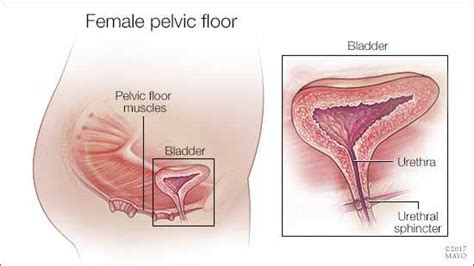 Pelvic Floor Disorder Awareness Mayo Clinic News Network