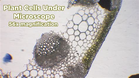 Check spelling or type a new query. plant cells under microscope - YouTube