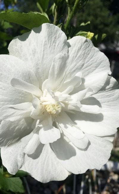Buy White Chiffon Rose Of Sharon Hibiscus Syriacus Free Shipping
