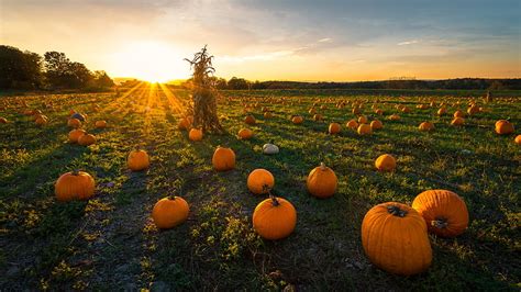 Pumpkin Patch Grass Patch Field Pumpkin Hd Wallpaper Peakpx