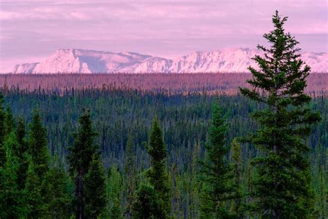 Top 5 Breakthroughs In Conserving The Boreal Forest In 2020 — Boreal