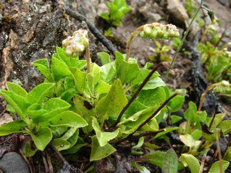 Боровая матка можно похудеть Боровая матка » Народные средства и народные рецепты Боровая матка » Народные средства и народные рецепты Боровая матка можно похудеть