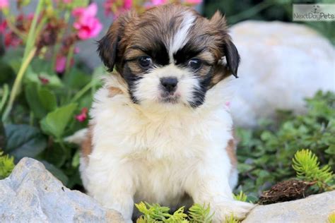 Pumpkin Shih Tzu Puppy For Sale Near Lancaster Pennsylvania