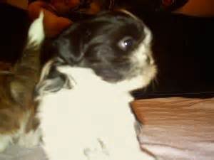 Adopt gracie lou a brown/chocolate poodle (standard) / shih tzu dog in lynchburg, va (30974862) Shih Tzu Puppies in West Virginia