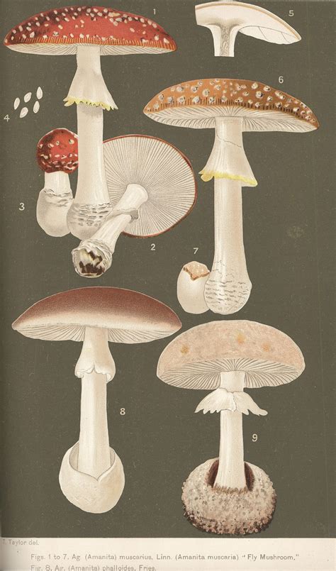 Reino Fungi Dibujos Animados Ideas De Reino Fungi Fungi Reino The