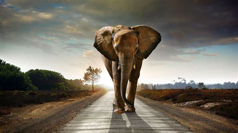 Elephant Walking On The Road Hdr 4k Walking Wallpapers