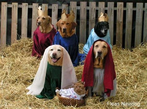 15 Christmas Critters To Warm Your Winter Heart Funny Animals Cute