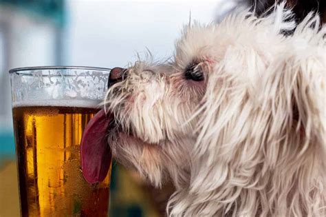 Can A Dog Drink Beer Health Risks
