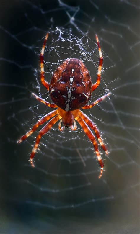 One Of The Most Red Coloured Garden Spiders Ive Seen In My Garden R