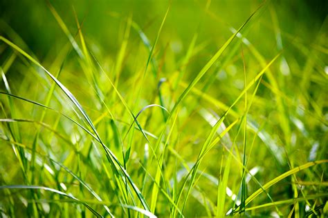 Green Grass · Free Stock Photo