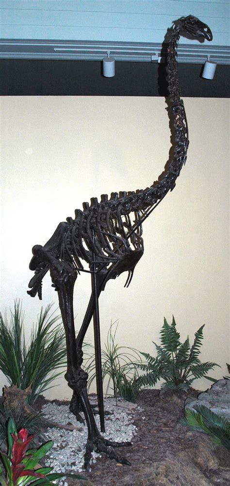 Dinornis Maximus Fossil Bird Moa Quaternary New Zealan Flickr