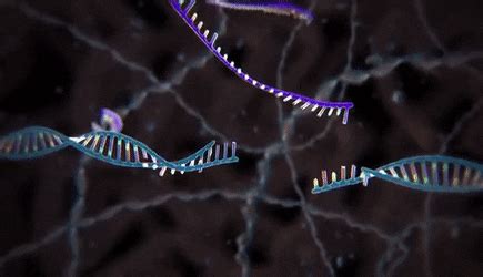 Single Molecule Movie Of Dna Search And Cleavage By Crispr Cas Gifs Images