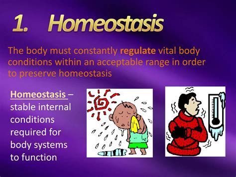 Ppt Homeostasis And Regulation Powerpoint Presentation Free Download